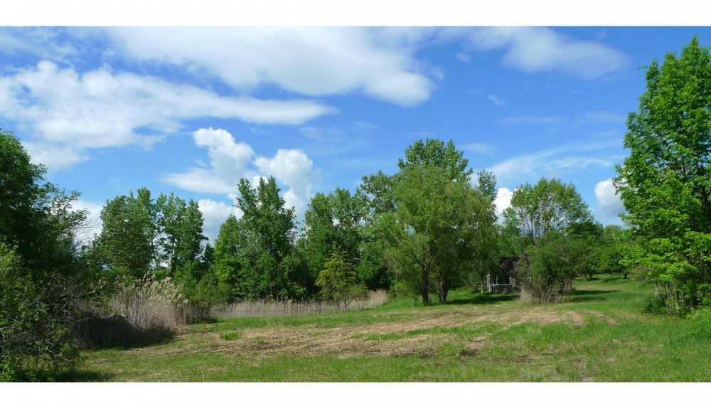 pond and wetland area