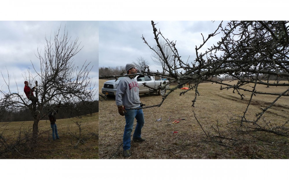 orchard revitalization