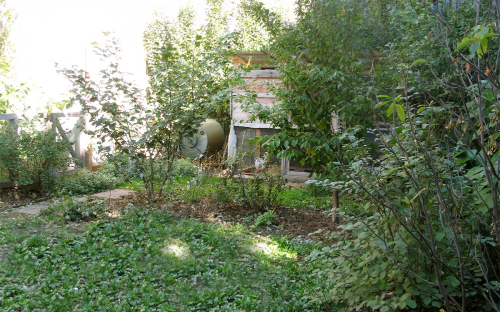 chicken coop and walkable lawn