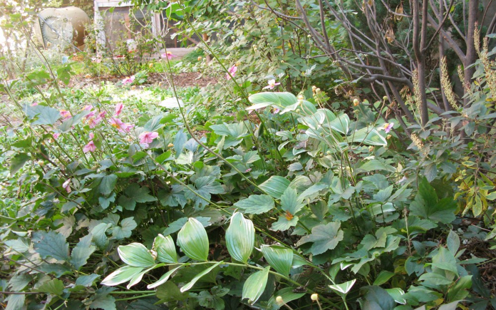 native plantings