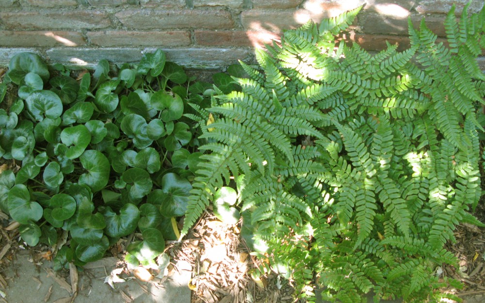 woodland walk- ferns and ginger