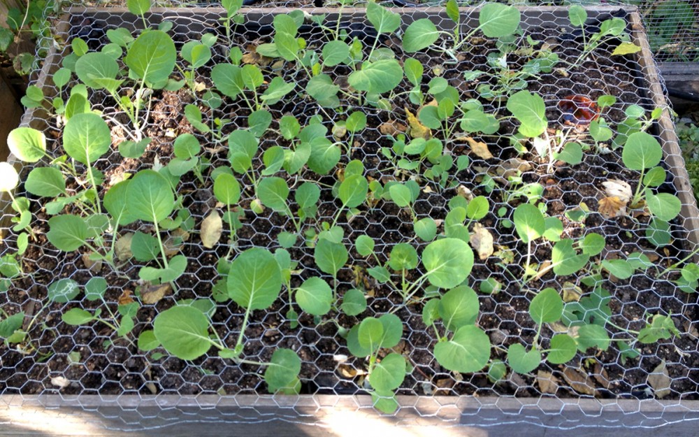 raised bed vegetable planters