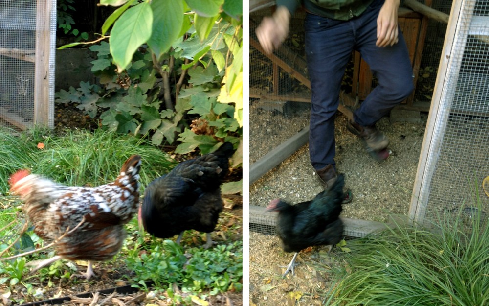 tending the chickens