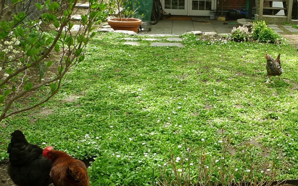 walkable perennial lawn