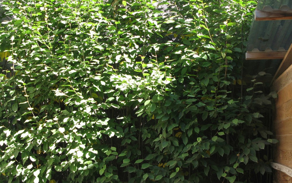 hornbeam hedge