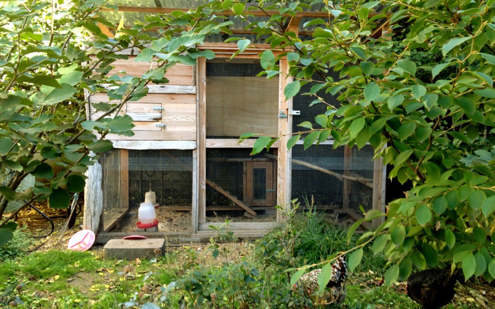 chicken coop in rear of garden