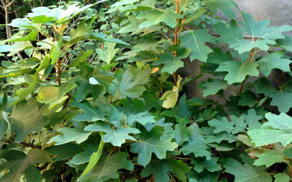 oakleaf hydrangea