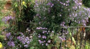 aster growing out of the concrete